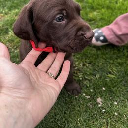 Red Boy - Chocolate male Assorted Doodle Crosses puppy in Escalon, California from Dutch Doodles
