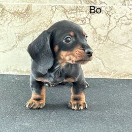 Dachshund Puppies from Bedrock Dachshunds