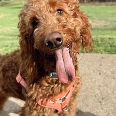 Layla - Goldendoodle
