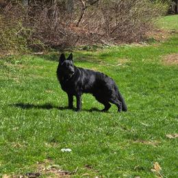 Bran - Black male German Shepherd puppy in Pine Bush, New York from Ahnenwätcher GSD