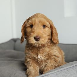 Sir Finnegan O'Malley Rose - Caramel male Australian Labradoodle puppy in Williamstown, New York from Lewis Manor Labradoodles