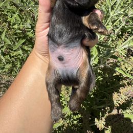 Drago - Sable male Shih Tzu puppy in Tehachapi, California from Shih Tzu Crue