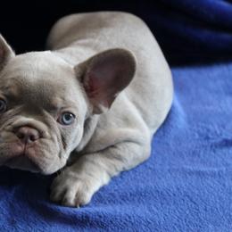 French Bulldog Puppies from R & S Frenchies
