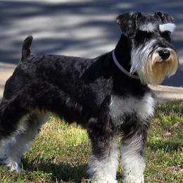Miniature Schnauzers from SSPuppy - Sophisticated Schnauzers