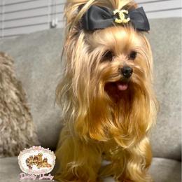 Vanni - Yorkshire Terrier