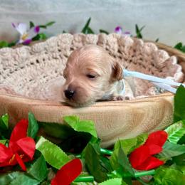 Betty (light blue) - Apricot female Goldendoodle puppy in Haltom City, Texas from Ohana Doodles