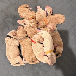 Sheepadoodle puppies from Barking doodles