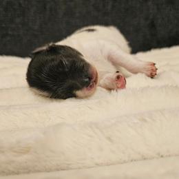 Pumpkin - Black parti male Pomeranian puppy in West Sacramento, California from Northern Cali Pomskies