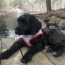 Portuguese Water Dog Puppies from Charly's Angels Portuguese Water Dogs