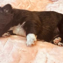 Jacks boy - Brindle and white male Shih Tzu puppy in Sutton, West Virginia from Meadow Lane Pups