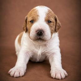 Sean - Parti male Goldendoodle puppy in Rocky Point, North Carolina from CelticDoods