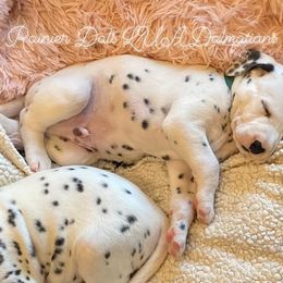 Dalmatian Puppies from Rainier DALS LUA Dalmatians of Washington