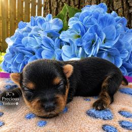 Zelda - Black and tan female Yorkshire Terrier puppy in Essexville, Michigan from John's Yorkshire Terriers
