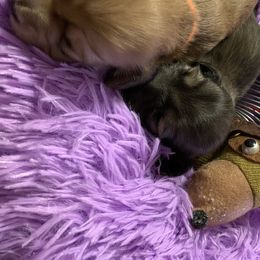 Dachshund Puppies from Cindy Foerster