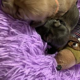 Dachshund Puppies from Cindy Foerster
