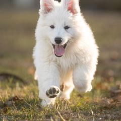 Berger Blanc Suisse and German Shepherd Puppies from Fireside Fernweh