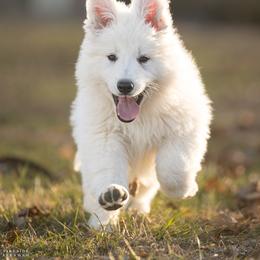 Berger Blanc Suisse and German Shepherd Puppies from Fireside Fernweh