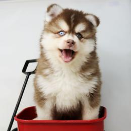 Helios SALE 2900 - Chocolate male Pomsky puppy in Christiana, Tennessee from Smoky Mountain Pomskies