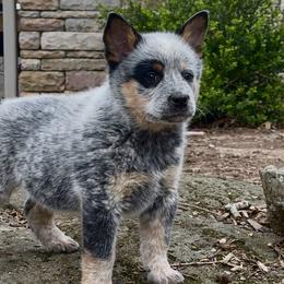 Vessel - male Australian Cattle Dog puppy in Devalls Bluff, Arkansas from Coolhand's Australian Cattle Dogs