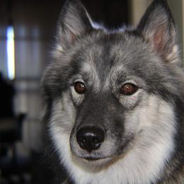 Siberian Huskies from DarkSideK9's