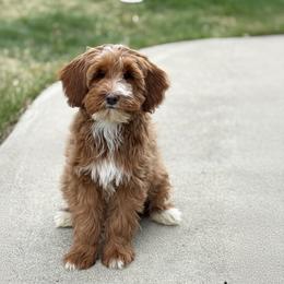 Scout - Red male Australian Labradoodle puppy in Columbus, Montana from Comfort Doodle