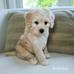 Green Boy - Cream male Goldendoodle puppy in Rochester, New York from Sandy Creek Doodles