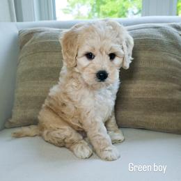 Green Boy - Cream male Goldendoodle puppy in Rochester, New York from Sandy Creek Doodles