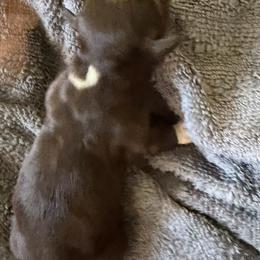 Moana - Chocolate female Havanese puppy in Culver City, California from Havan Sent Havanese