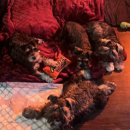 Miniature Schnauzer Puppies from Sugarbaby Kennel