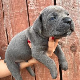 Gray 1- Brown Collar - Gray male Cane Corso puppy in Compton, California from Urban League Cane Corso