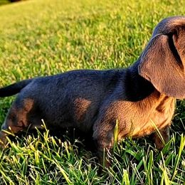 Dachshunds from Dashing Dachshunds