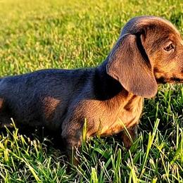Dachshunds from Dashing Dachshunds
