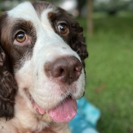 Lucy Goose - English Springer Spaniel