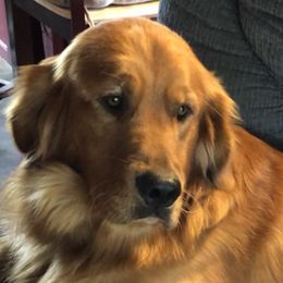 Golden Retrievers from Nelson’s Golden’s LLC