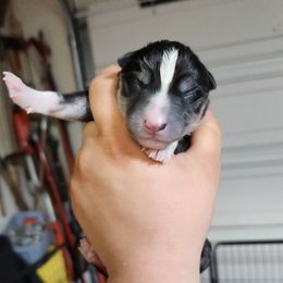 Siberian Husky Puppies from Spirit of the Moon Siberians