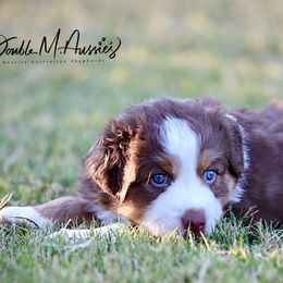 Spud - Red tri-color male Australian Shepherd puppy in Olivehurst, California from Double M Aussies