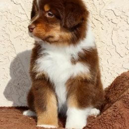 Australian Shepherd Puppies from AW Standard Aussies