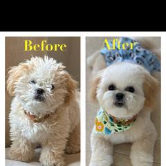 Shichons and Shihpoos from Kopydlowski's Shihpoo and Shichon pups