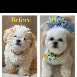 Shichons and Shihpoos from Kopydlowski's Shihpoo and Shichon pups