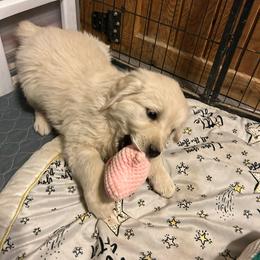 Opal - Light golden female Golden Retriever puppy in Colorado Springs, Colorado from Sharp Guardians and Goldens