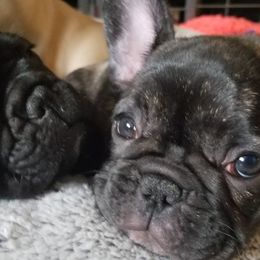 French Bulldogs from DnA Frenchies - Don and Angela Frenchies