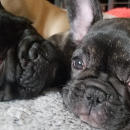 French Bulldogs from DnA Frenchies - Don and Angela Frenchies