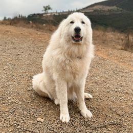 Zellie - Great Pyrenees