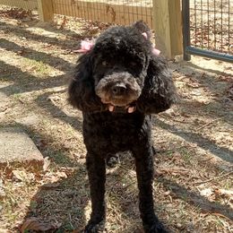Emma - Poodle