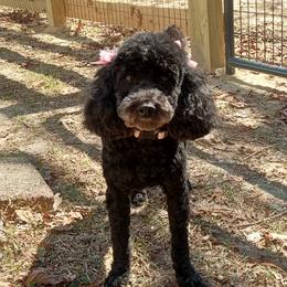 Emma - Poodle