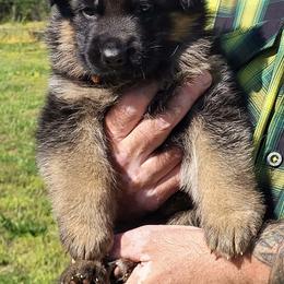 Debo - Black and red male German Shepherd puppy in Rockfield, Kentucky from Cheveyo German Shepherds