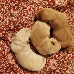 Scottish Terrier Puppies from Hyland Lake Scotties