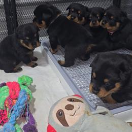 Rottweiler puppies from K&R RANCH KENNELS