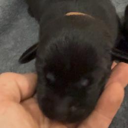 Brown - Black male Labrador Retriever puppy in Kinta, Oklahoma from Beaver Creek Kennels