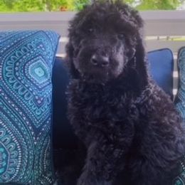 Goldendoodle Puppies from Country Care Pet Spa and Hotel, LLC